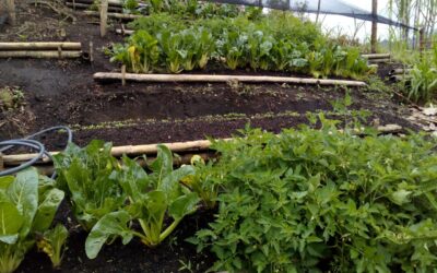 Hambre y agricultura urbana