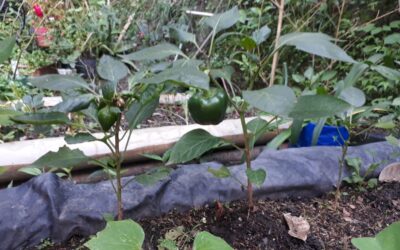 Una ensalada de amor, disciplina y unión familiar