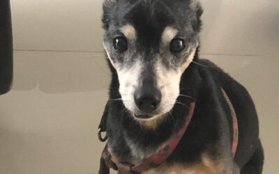 El gran Junior Candangas